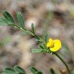 Hippocrepis biflora Blomma