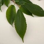 Acer carpinifolium Likasa