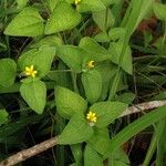 Calyptocarpus vialis Flower