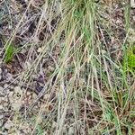 Stipa juncea Flower