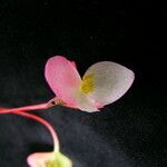 Begonia dioica Συνήθη χαρακτηριστικά