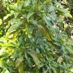 Mangifera indica Blatt