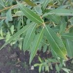 Salix triandra Leaf