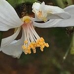 Citrus trifoliata Λουλούδι