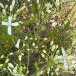 Clematis flammula Flower