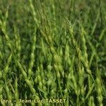 Aegilops ventricosa Fula