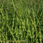 Aegilops ventricosa Fleur