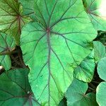 Begonia handelii Folha