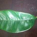 Chrysophyllum cainito Hoja