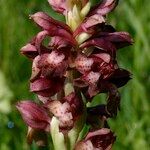 Anacamptis coriophora Flor