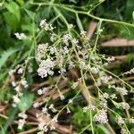 Lepidium latifoliumBlomst