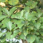 Ficus obtusifolia Frunză
