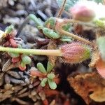 Erodium corsicum Yeri