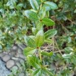 Berberis × gladwynensis