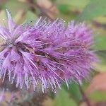 Elsholtzia stauntonii Flor