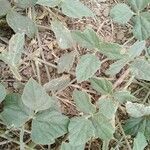 Macroptilium atropurpureum Leaf