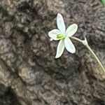 Chlorophytum zavattarii Λουλούδι