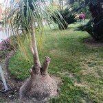 Beaucarnea gracilis Φύλλο