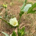 Hibiscus cannabinus Кветка