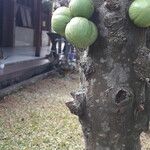 Ficus sansibarica Fruit