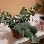 Kalanchoe millotii List