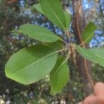 Arbutus menziesii Blatt