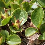 Salix herbacea 果實