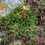 Lycopodium alpinum عادت