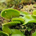 Dionaea muscipula Blad