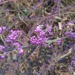 Callicarpa americana Fruto