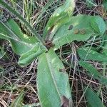 Hypochaeris maculata Folha