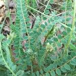 Astragalus hamosus Blatt