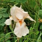 Iris albicans Virág