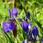 Iris sibirica Lorea