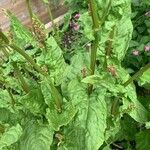 Rumex rugosus Leaf