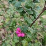 Symphoricarpos orbiculatus Frucht