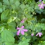 Geranium × oxonianum Hábito