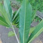 Chloroluma gonocarpa List