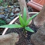 Yucca gigantea Blatt