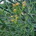 Euphorbia gossypina Hàbitat