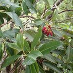 Agarista salicifolia Otro