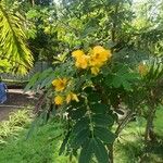 Senna surattensis फूल