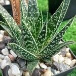 Gasteraloe cv.Blatt