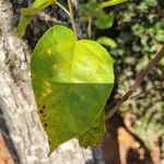 Guazuma ulmifolia Leaf