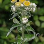 Helichrysum foetidum Blüte
