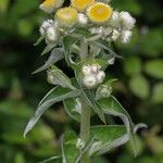 Helichrysum foetidum Flower