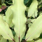 Schefflera pueckleri cv. 'Variegata' Leaf