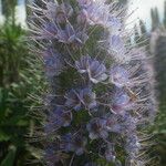 Echium hierrense Blomma