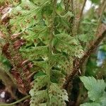 Polystichum polyblepharum Otro