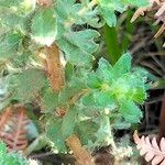 Cliffortia polygonifolia Corteza